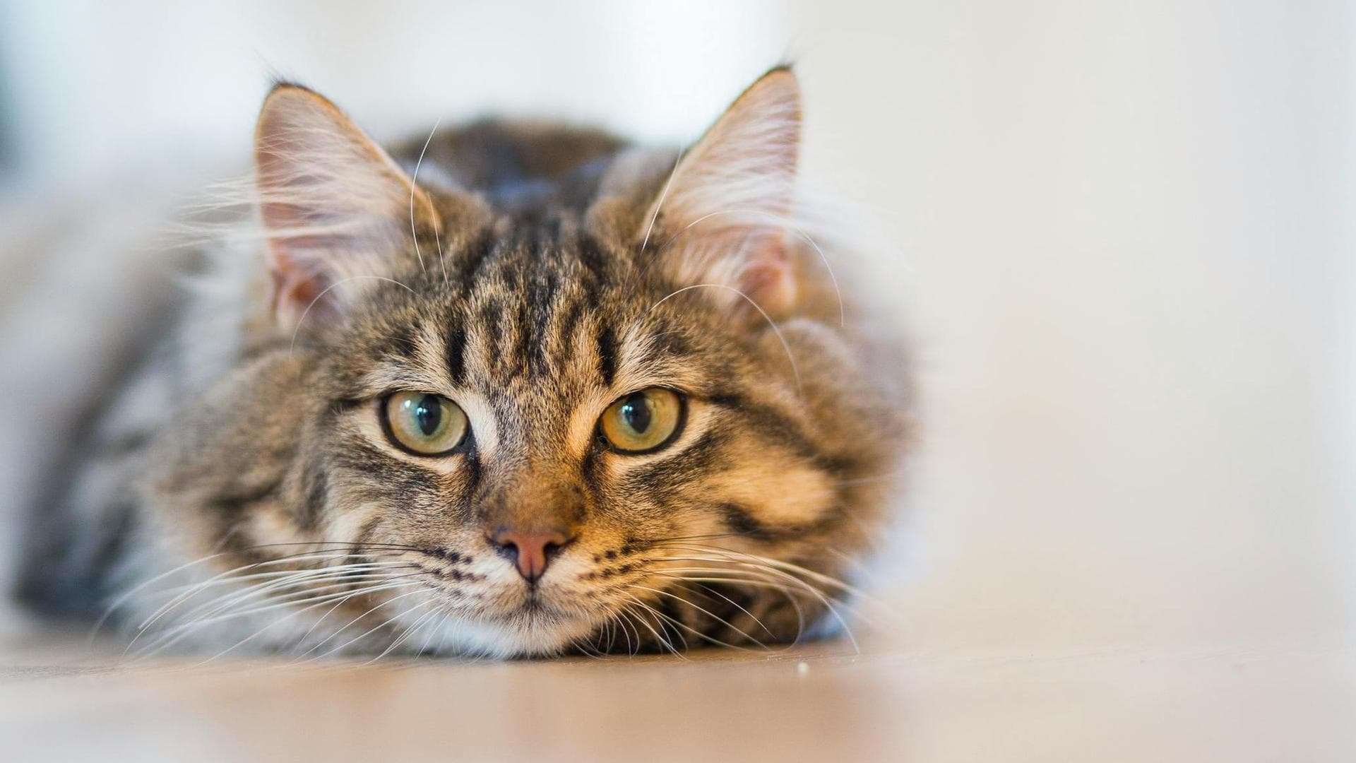 Specialist Vets in Chandler
